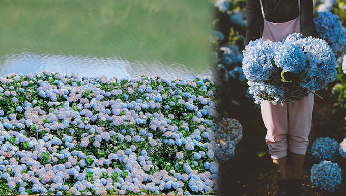 Cánh đồng hoa cẩm tú cầu đẹp mê hồn sẽ là điểm đến hot nhất ở Đà Lạt những ngày tới!